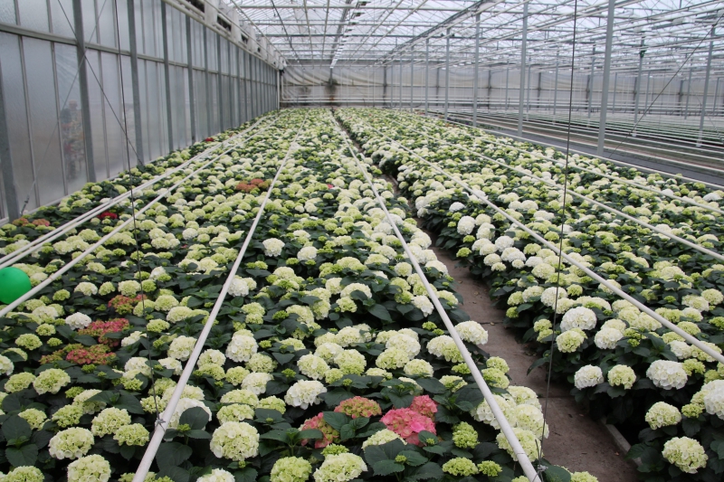 pepiniere-CANNES-min_nursery-hydrangea-white-flowers-greenhouse-flower-1609210-pxhere.com